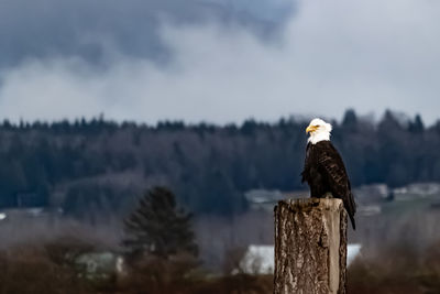 Bird perching on wooden post