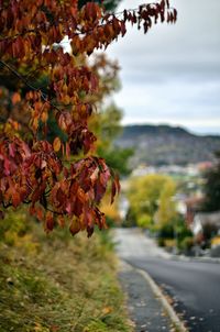 Road with trees in background