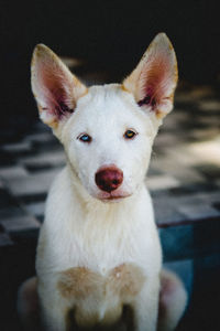 Close-up portrait of dog at home