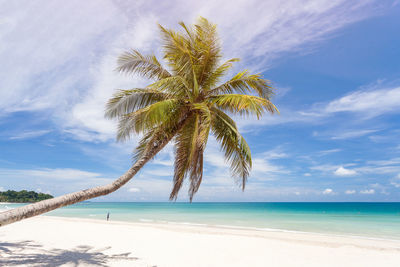 Palm tree on beach against blue sky