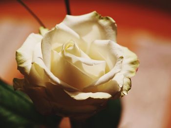 Close-up of rose bouquet