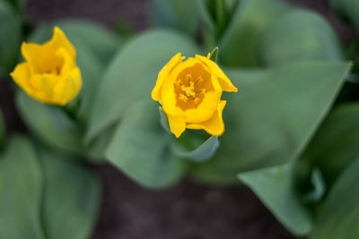 Close-up of yellow rose flower