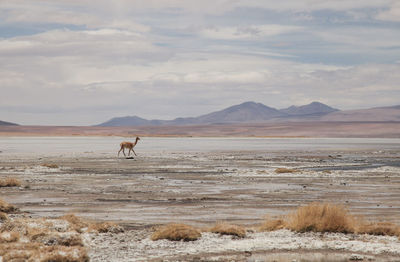 Distant view of guanaco walking on field against cloudy sky
