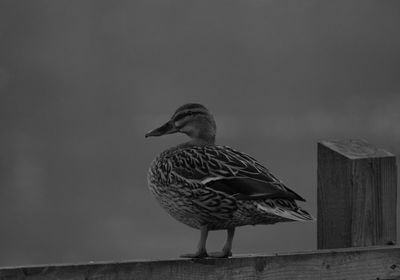 Close-up of bird