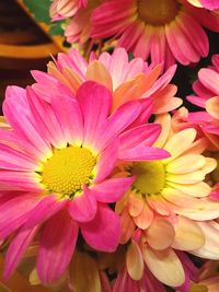 Close-up of flowers blooming outdoors