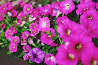 Close-up of flowers blooming outdoors