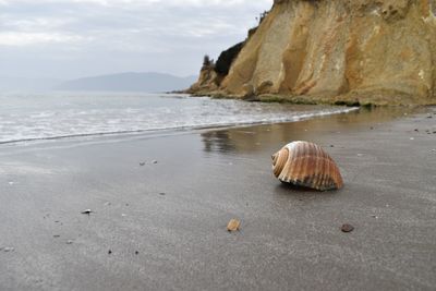 Surface level of shells on beach