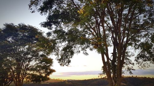 Low angle view of trees in forest against sky