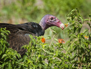 Close-up of bird eating plant