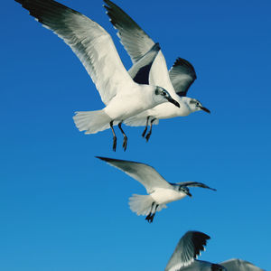 Low angle view of bird flying against clear blue sky