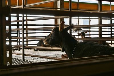 Close-up of a goat