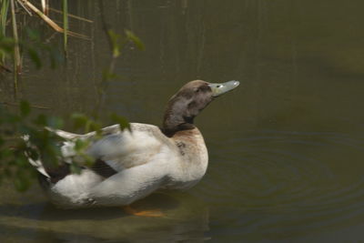 Duck swimming in lake