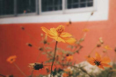 Close-up of orange flowers against blurred background