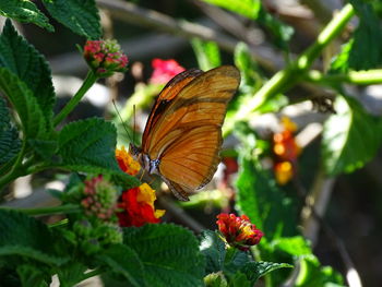 Close-up of butterfly pollinating on plant