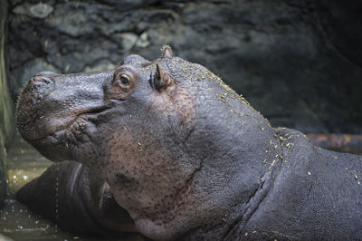 Close up, hippos soaking in pools of water