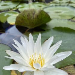 Close-up of white lotus water lily in lake