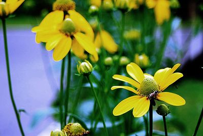 Close-up of insect on yellow flower