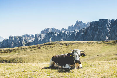 Cow in a mountain range