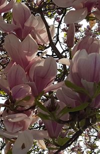 Close-up of flower tree