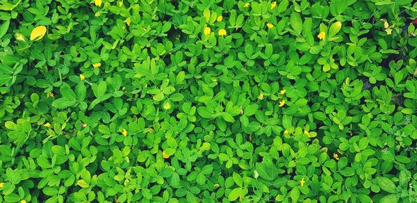 Full frame shot of fresh green plants