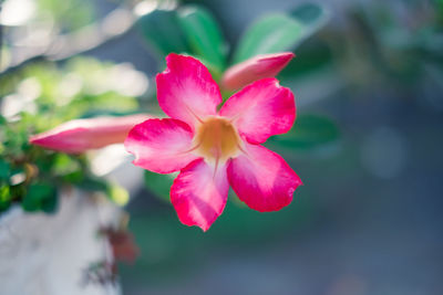 Close-up of pink flower