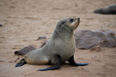 Close-up of seal at beach