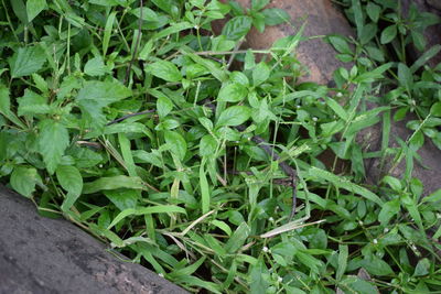 High angle view of plants