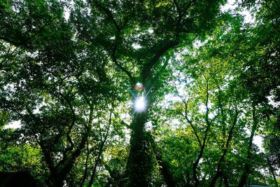 Low angle view of trees in forest