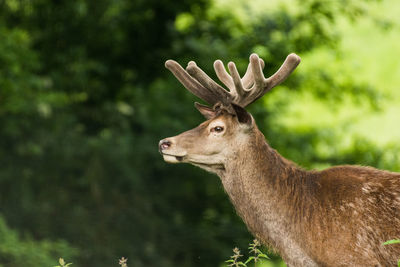 Side view of deer against blurred background