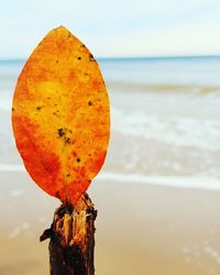 Close-up of orange fruit on beach