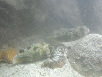 Close-up of turtle swimming in water