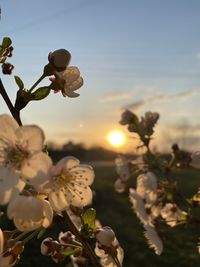 Close-up of cherry blossom against sky during sunset