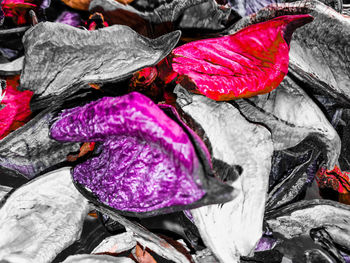 Close-up of purple flower