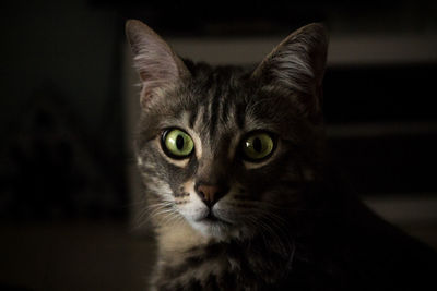 Close-up portrait of cat