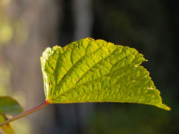 Close-up of green leaves