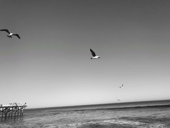 Seagulls flying over sea against clear sky