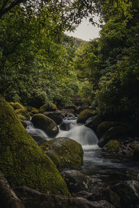 Stream flowing through rocks in forest