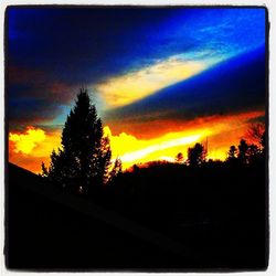 Silhouette of trees at sunset