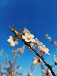 Close-up of cherry blossoms against blue sky