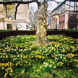 Yellow flowers growing on field