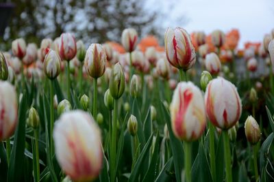 Close-up of flowers blooming in field