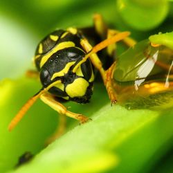 Close-up of insect on leaf