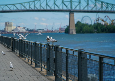 Seagulls perching on bridge over river in city