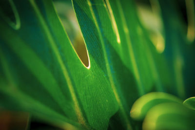 Close-up of green leaves