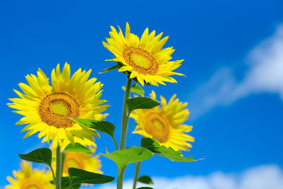 Low angle view of sunflower