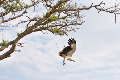 Low angle view of bird perching on tree