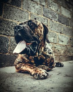 Portrait of dog sitting outdoors