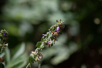 Close-up of purple flowering plant