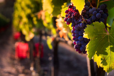 Close-up of grapes growing in vineyard