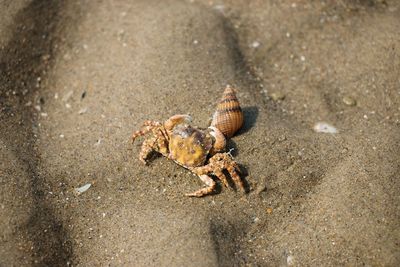 hermit crab